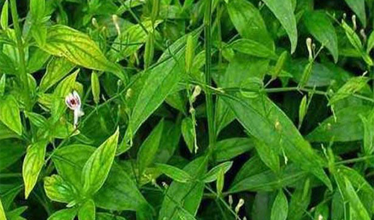 ১১ রোগের মহৌষধ 'চিরতা'