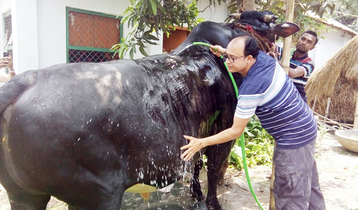 যুবরাজকে দেখতে মানুষের ভীড়, দাম হয়েছে ১৮