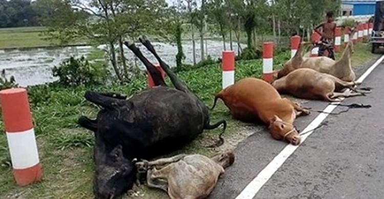 গরুসহ ট্রাক খাদে : মৃত ৫ গরু উদ্ধার