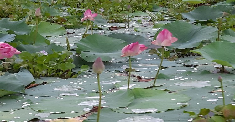 চিনিডাঙ্গার বিল-যেখানে পদ্ম ফুলের মাথায়