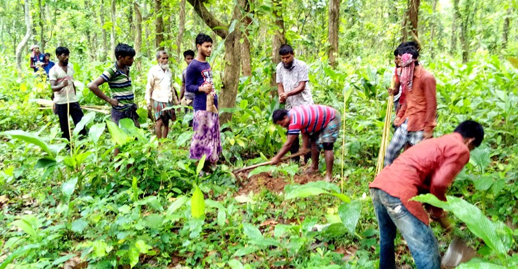 মধুপুর বনাঞ্চলের হারানো ঐতিহ্য ফেরাতে বৃ