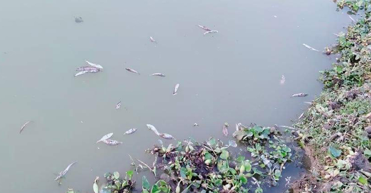 নাগরপুরে শক্রতার জেরে পুকুরে বিষ প্রয়োগ 