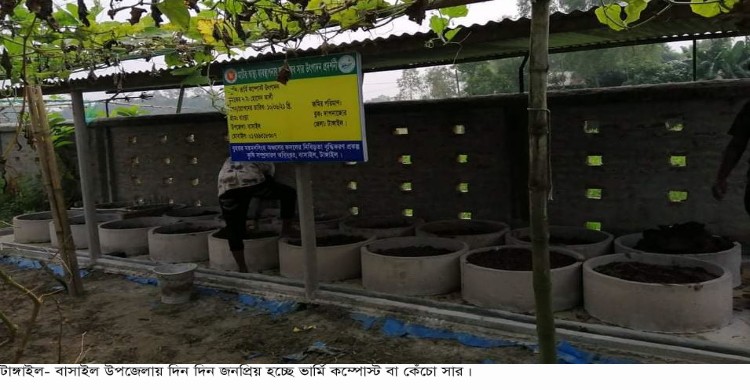 বাসাইলে জনপ্রিয় হচ্ছে ভার্মি কম্পোস্ট 