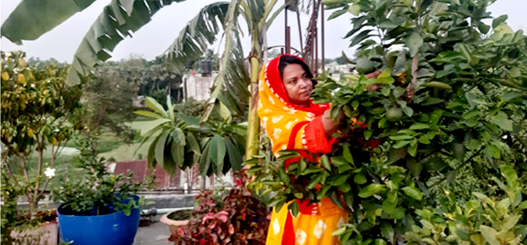শিক্ষিকা ইসরাতের প্রশান্তি ছাদ বাগানে