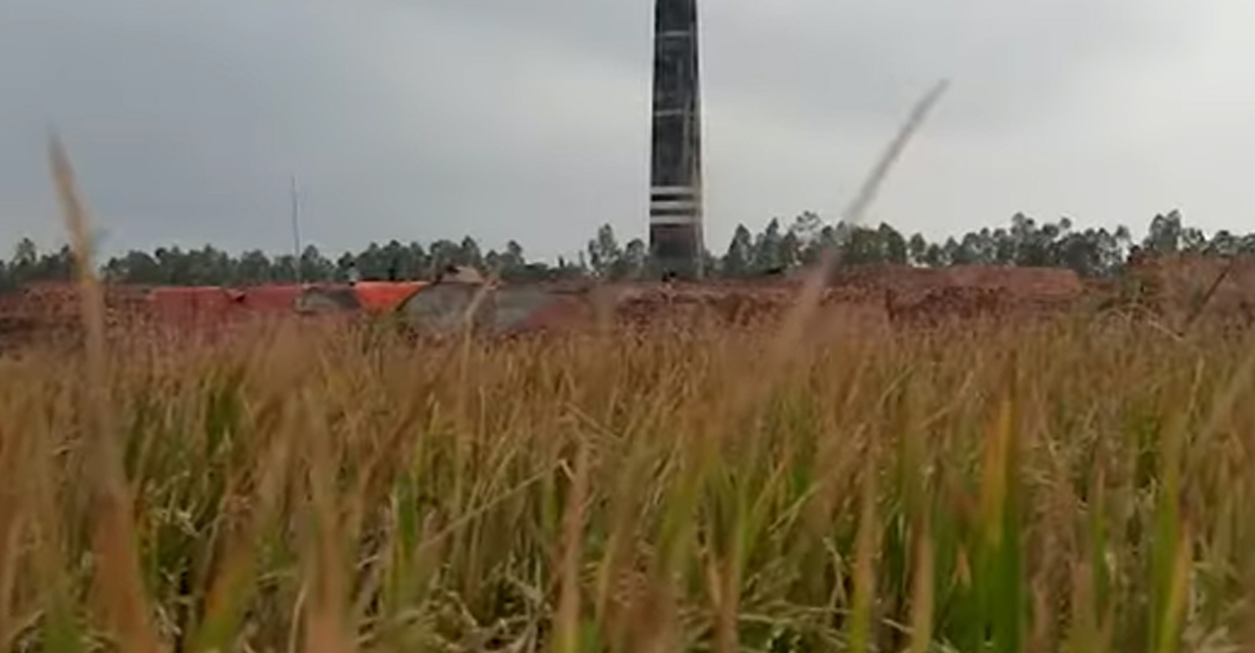 টাঙ্গাইলে ইটভাটার ধোঁয়ায় ৭০ একর জমির ধান
