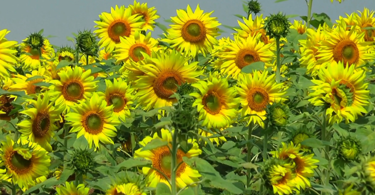 টাঙ্গাইলে বাণিজ্যিকভাবে চাষাবাদ বাড়ছে সূর্যমুখীর